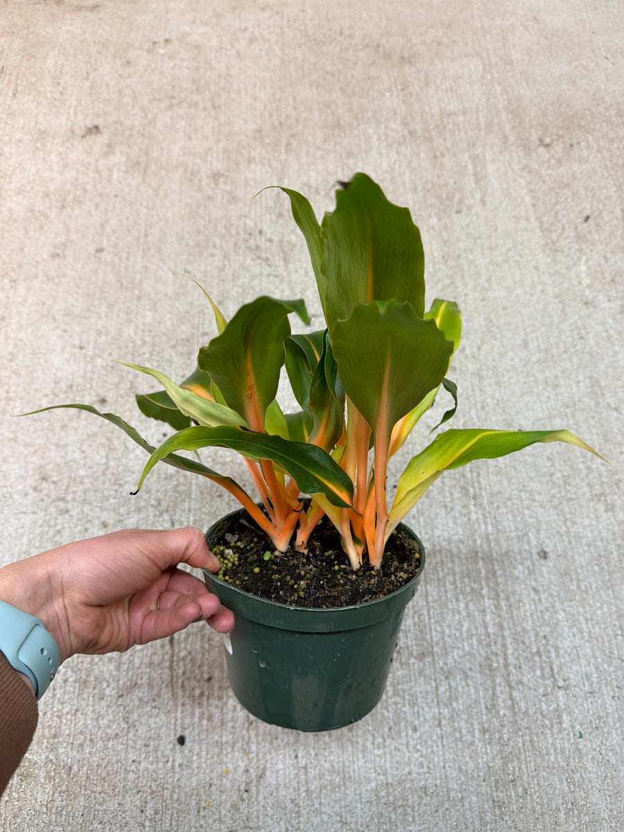 chlorophytum mandarin orange Chlorophytum Mandarin Orange 6