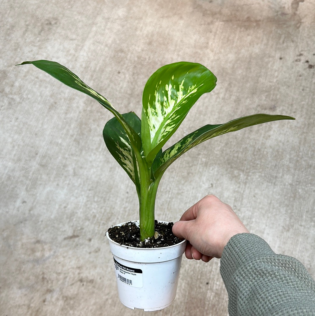 Dieffenbachia Tropic Snow 4