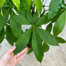 Load image into Gallery viewer, Pachira Aquatica 10" - Money Tree Braid
