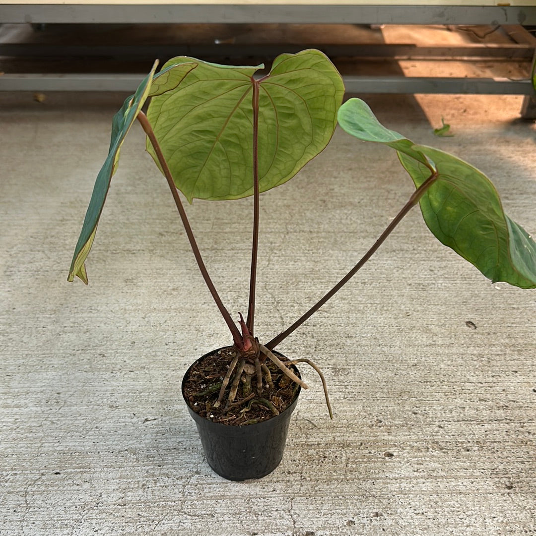 anthurium ace of spades hybrid Anthurium 'King of Spades x Ace of Spades' 4