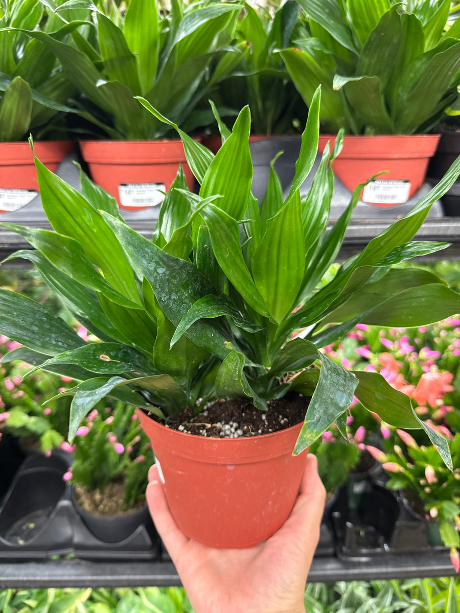 Dracaena Dragon Green Jewel 6