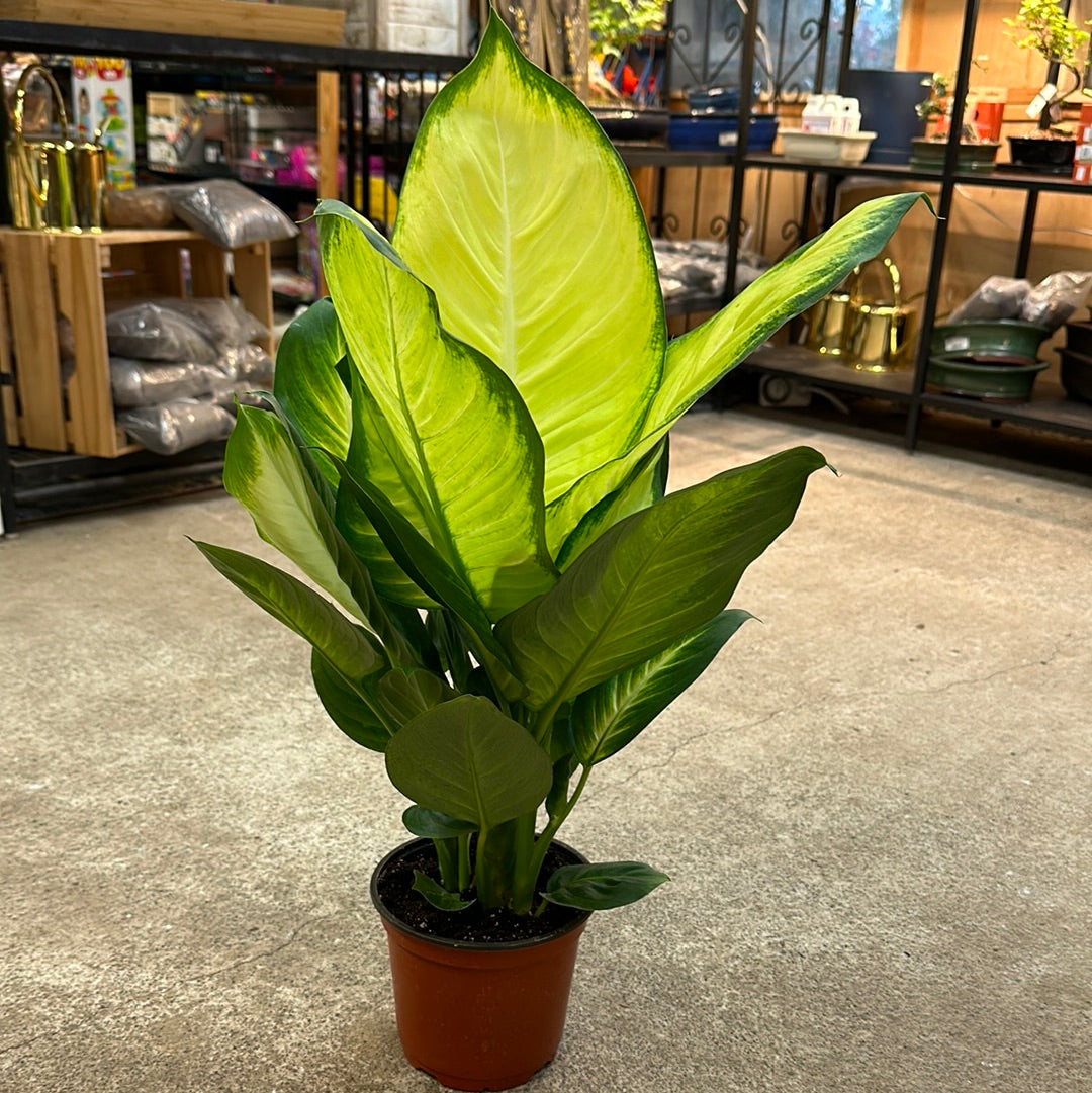 Dieffenbachia Tropic Marianne 6