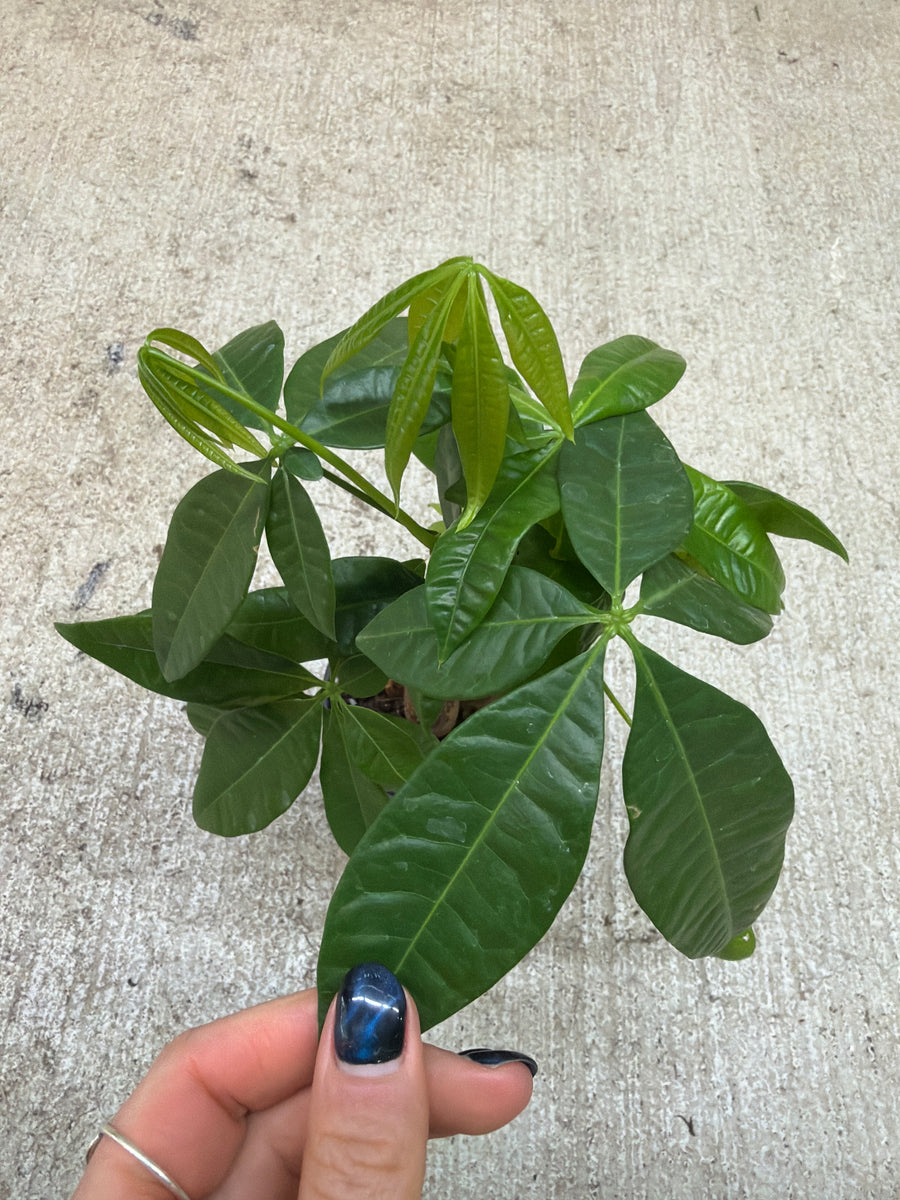 money tree 4 Pachira Aquatica 4"