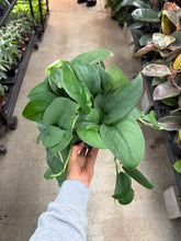 Load image into Gallery viewer, Scindapsus Jade Satin 6" - Pothos