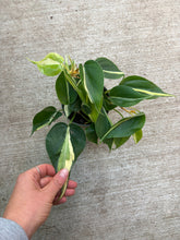 Load image into Gallery viewer, Philodendron Rio 4"
