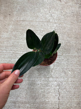 Load image into Gallery viewer, Scindapsus Treubii Dark Form 4"