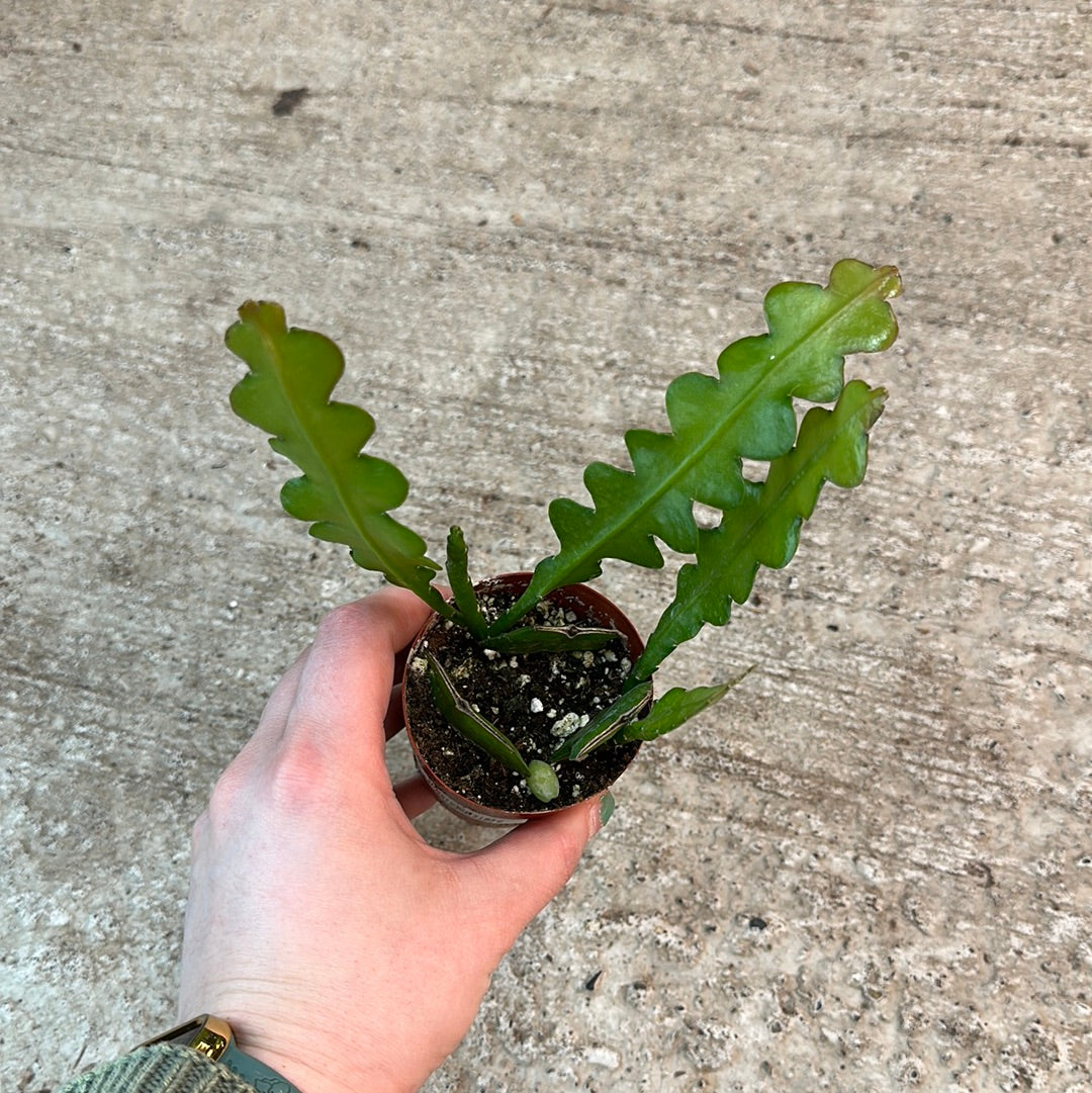 Epiphyllum anguliger 3
