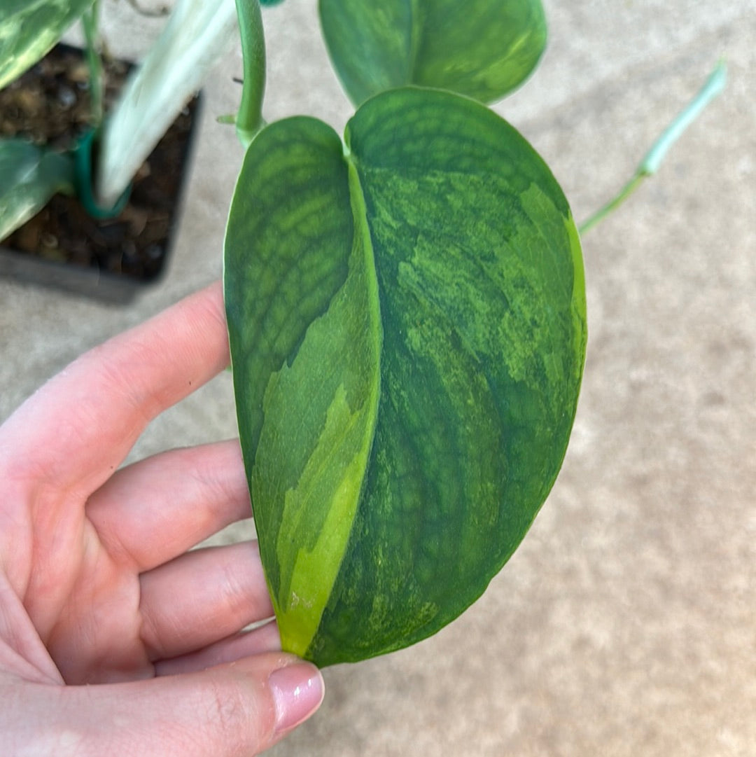 Scindapsus Jade Satin Variegata (Yellow/Aurea) 4”