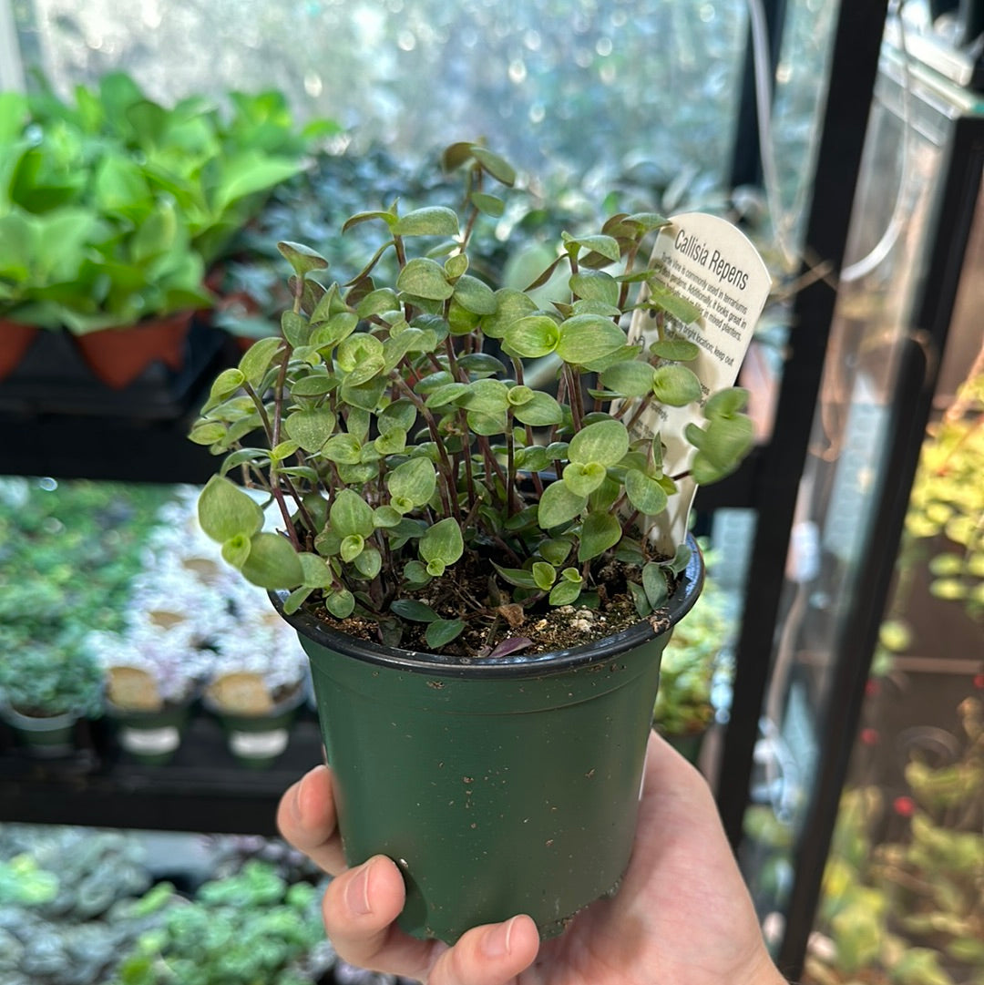 Callisia repens 4