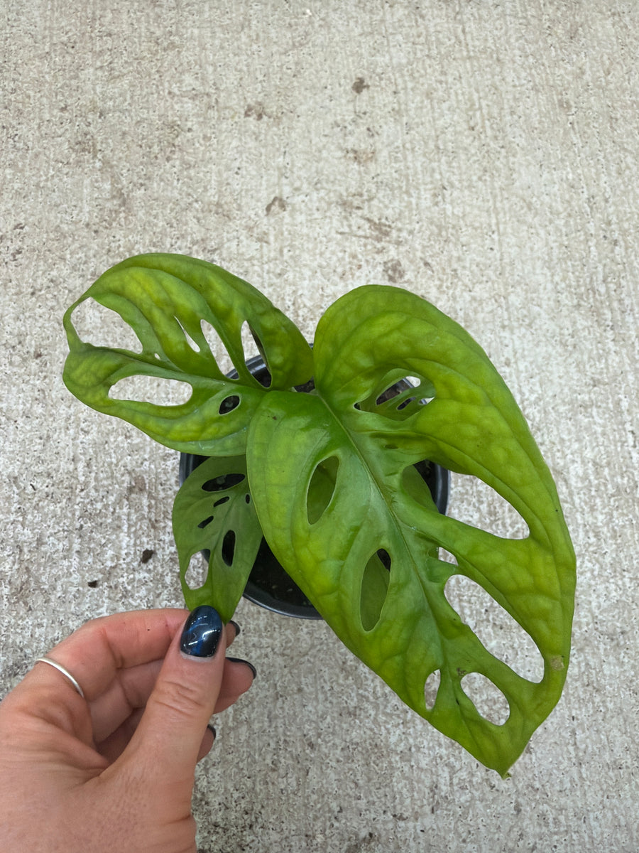Monstera Adansonii 4