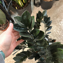 Load image into Gallery viewer, Zamioculcas zamiifolia 'Raven' 10" - Raven ZZ Plant
