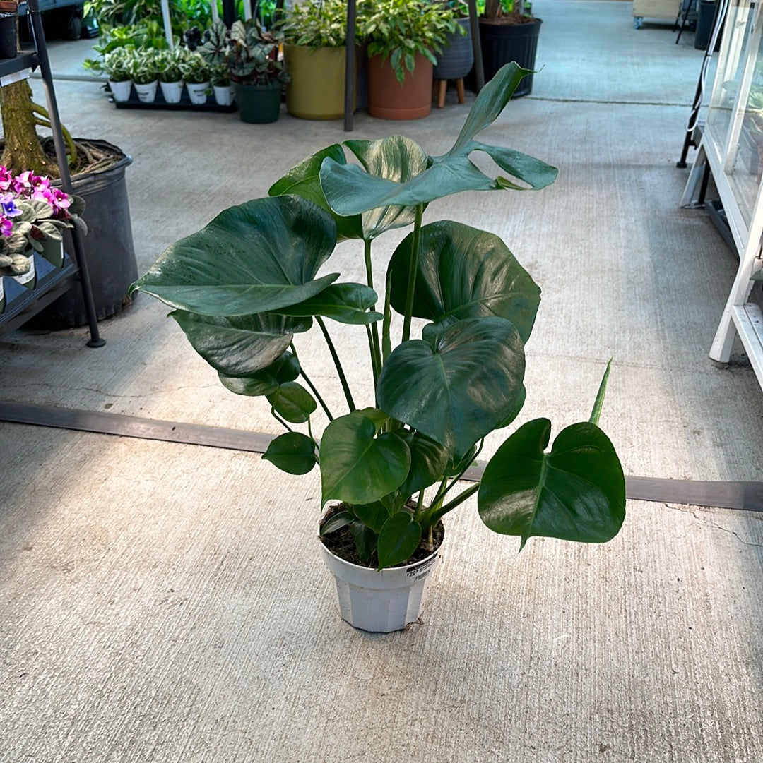 philodendron monstera price Monstera deliciosa 6