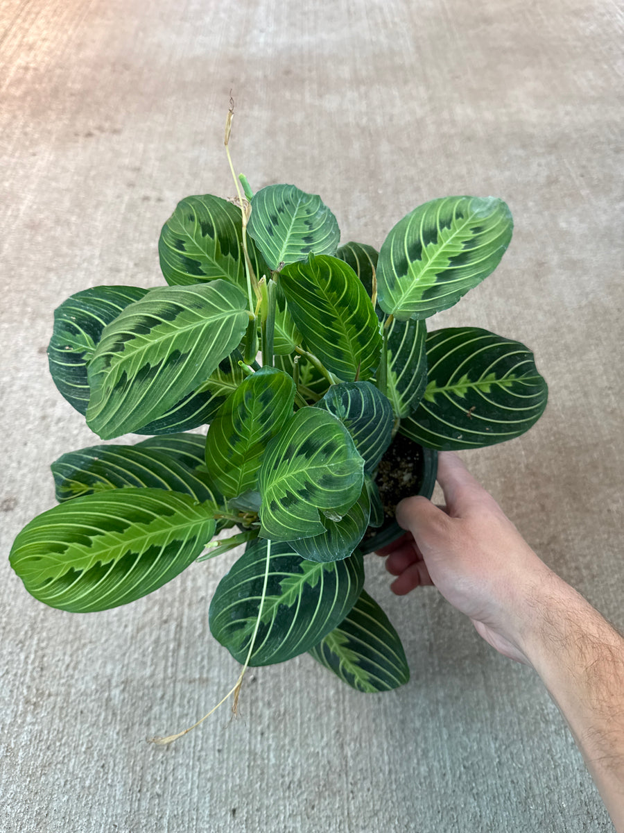 lemon lime prayer plant near me Maranta 'Lemon Lime' 6