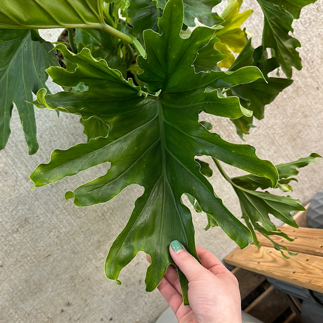 philodendron lickety split Philodendron 'Lickety Split' 8