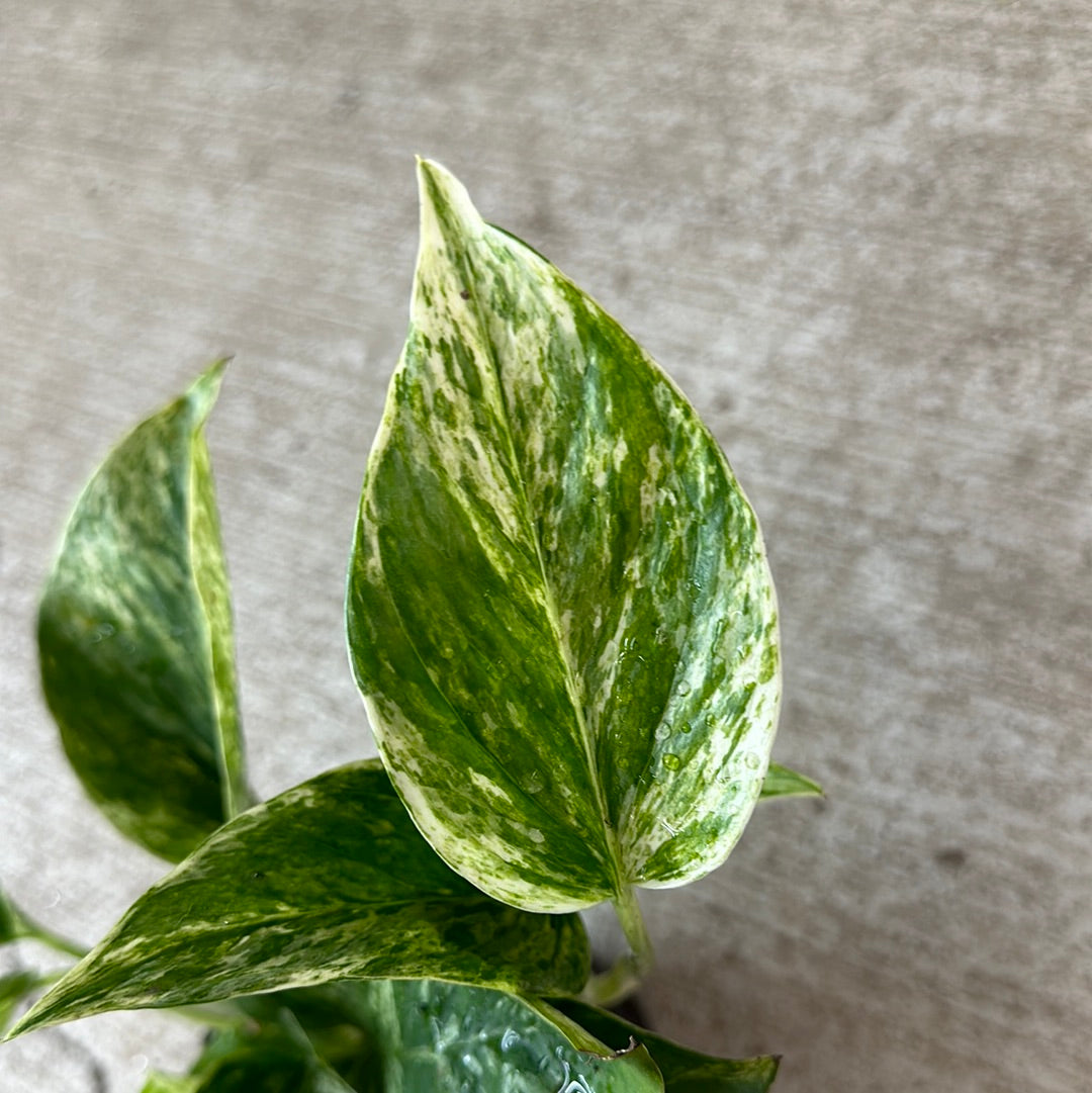 snow white pothos Epipremnum a. 'Snow Goddess' 4"