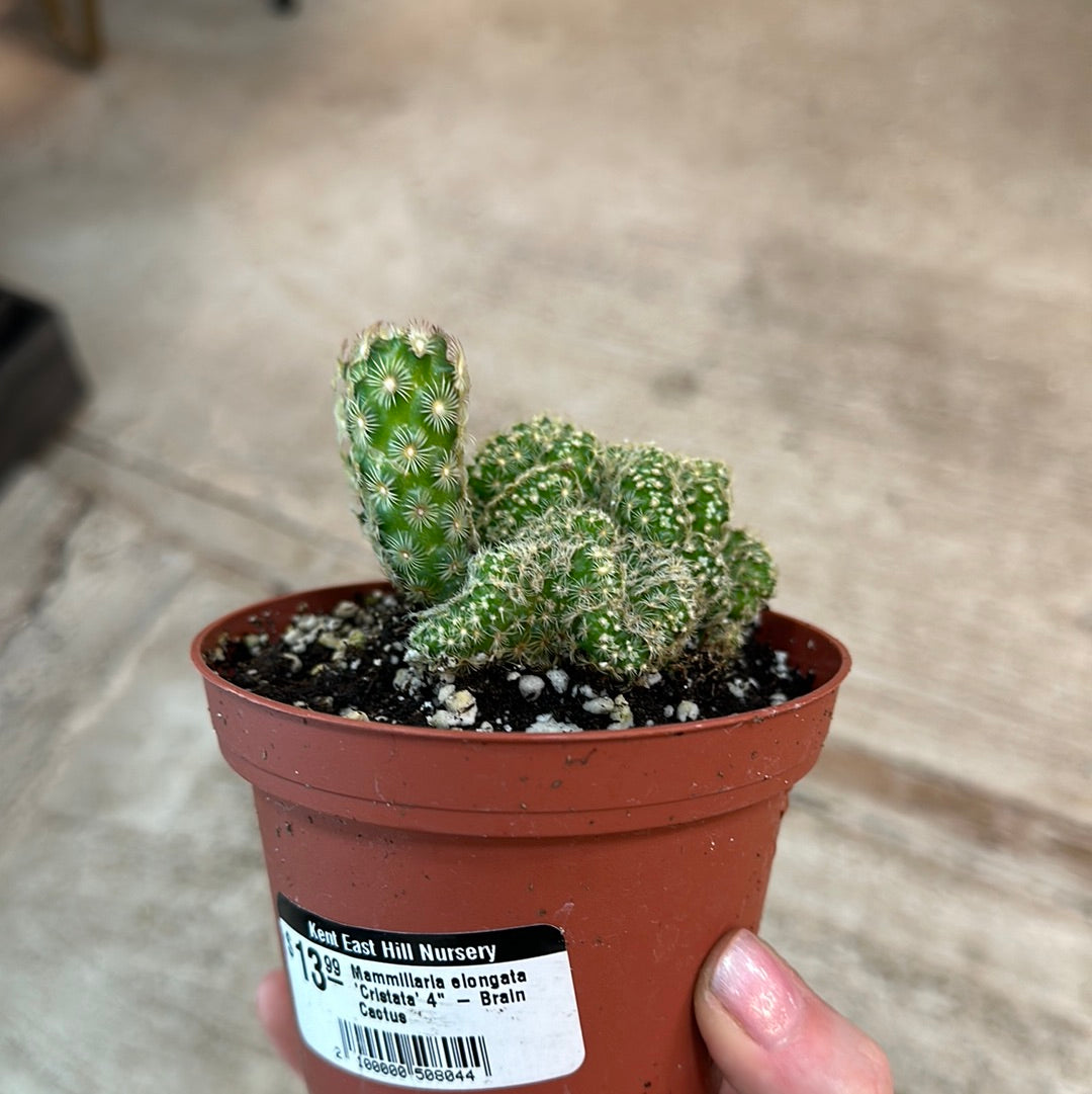 Mammillaria elongata 'Cristata' 4