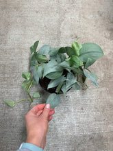 Load image into Gallery viewer, Scindapsus pictus 'Java Platinum' 6" - Satin Pothos