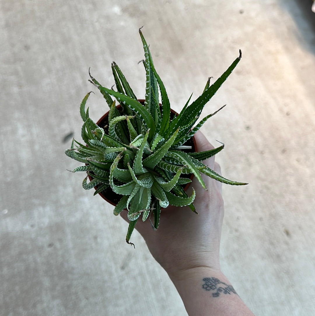 Haworthia Fasciata Variegata 4