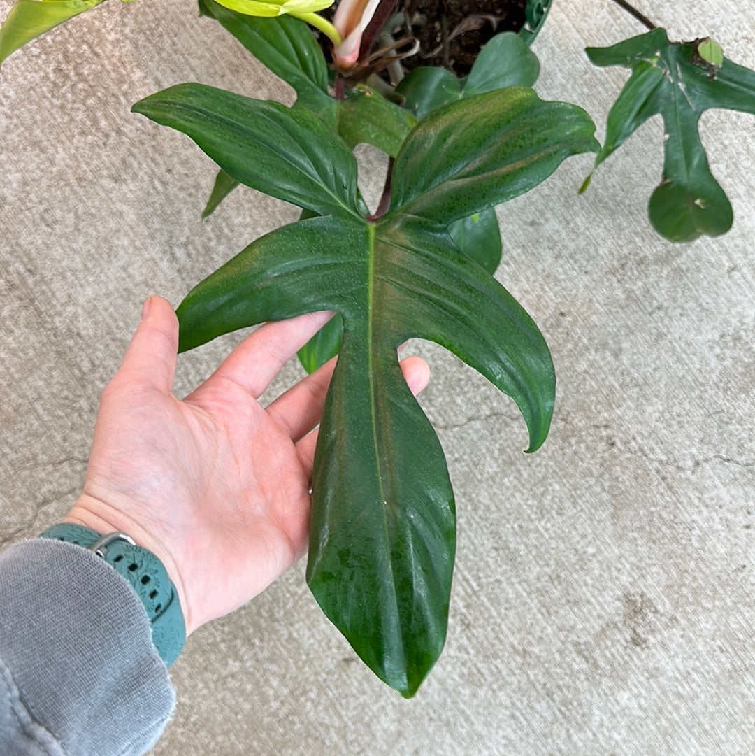 Philodendron Florida Green 8