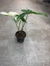 Load image into Gallery viewer, Syngonium Albo Podophyllum 4"