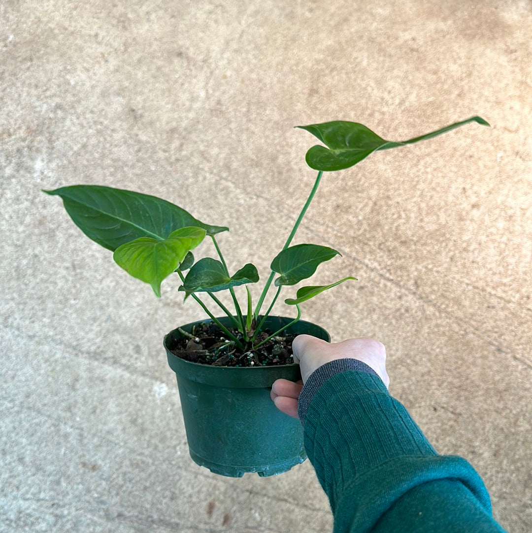 anthurium veitchii 6 Anthurium veitchii king 6
