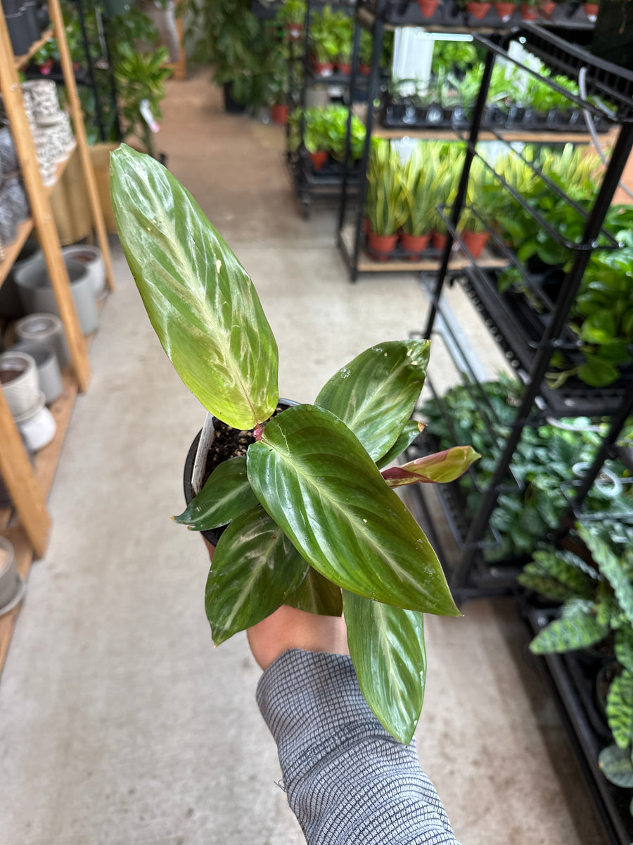 magic star prayer plant Stromanthe Magic Star 4