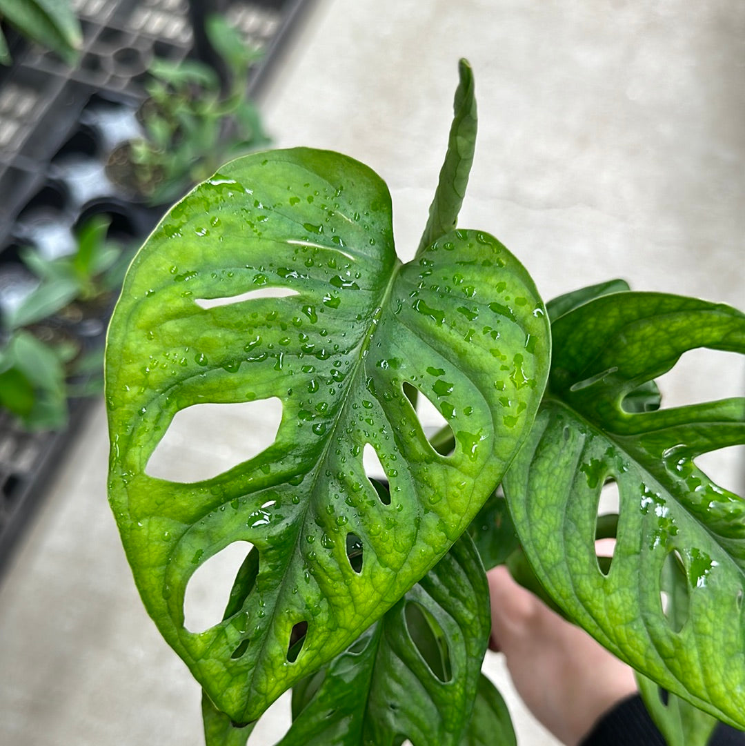 swiss cheese monstera adansonii Monstera adansonii 4"