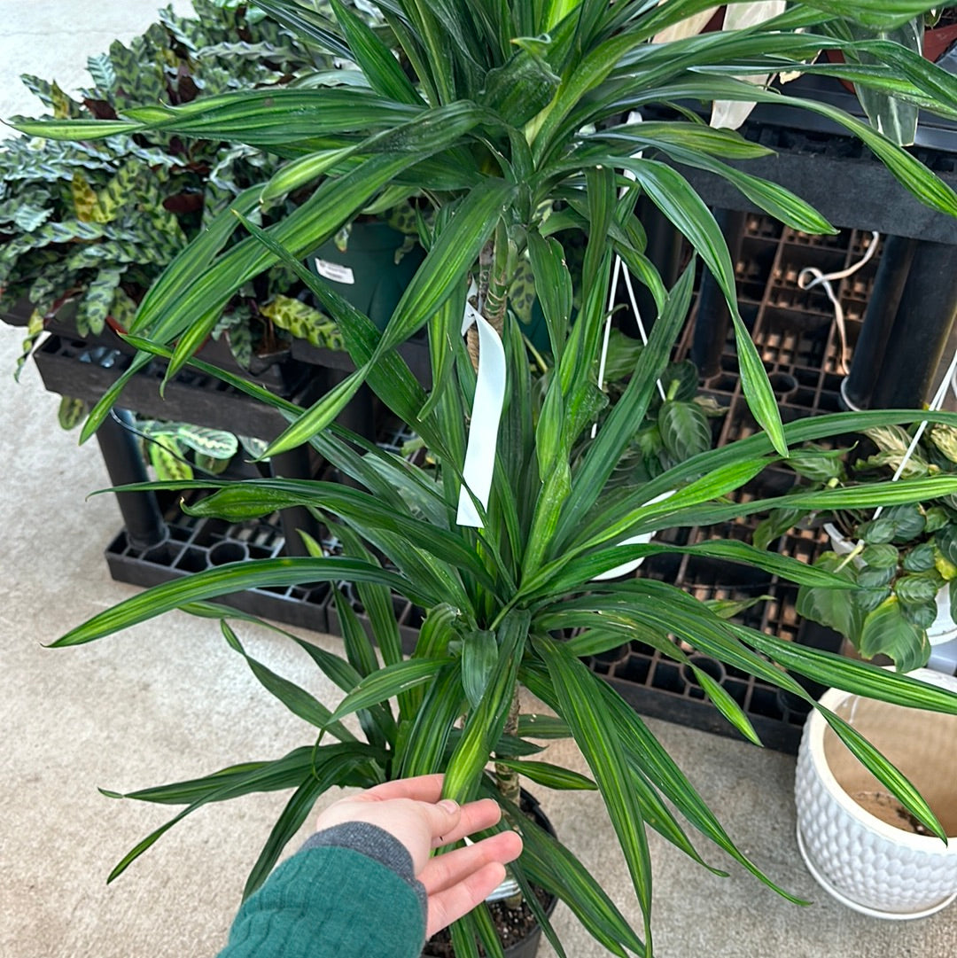 dracaena marginata staggered Dracaena marginata staggered 10" – Kent East Hill Nursery