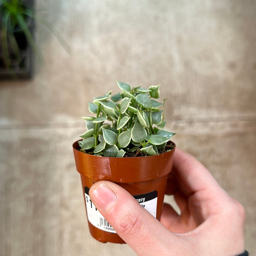 Dischidia ruscifolia variegata 3