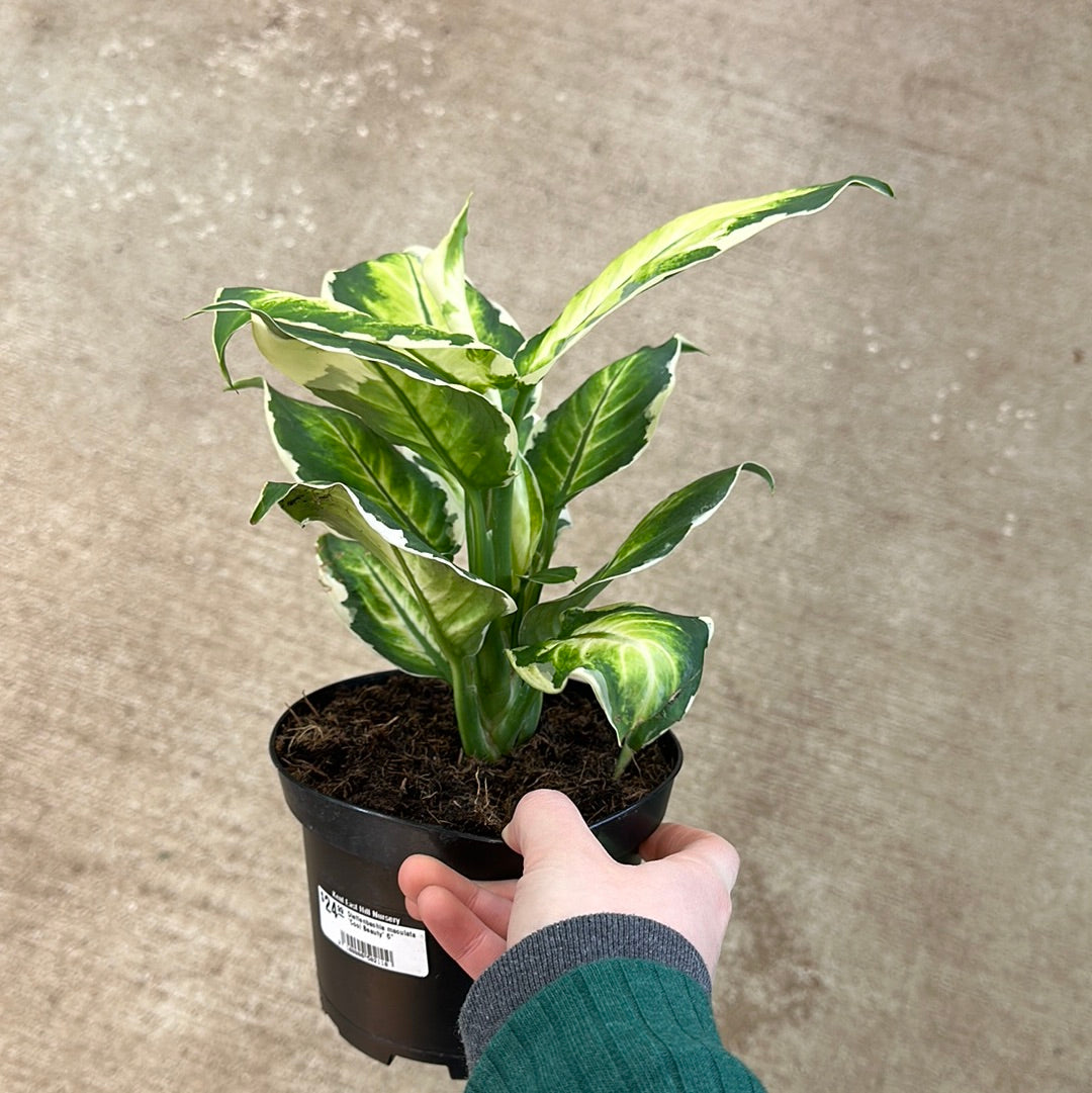 dieffenbachia maculata ' Dieffenbachia maculata 'Cool Beauty' 6