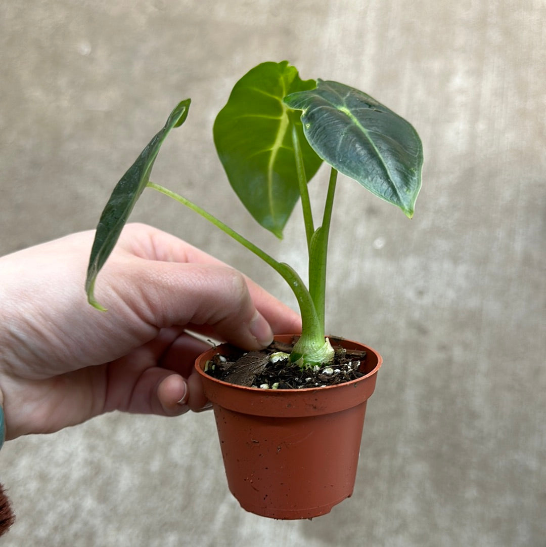 alocasia plant frydek elephant ear Alocasia Frydek 2"