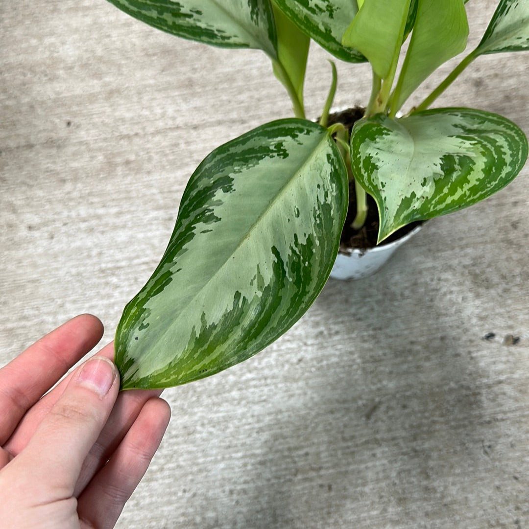 aglaonema shamrock Aglaonema Leprechaun 4