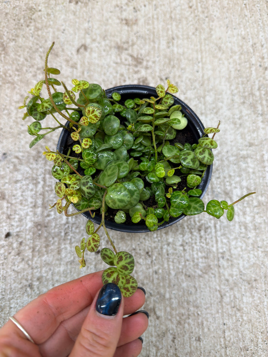 jade necklace plant peperomia Peperomia prostrata 4"