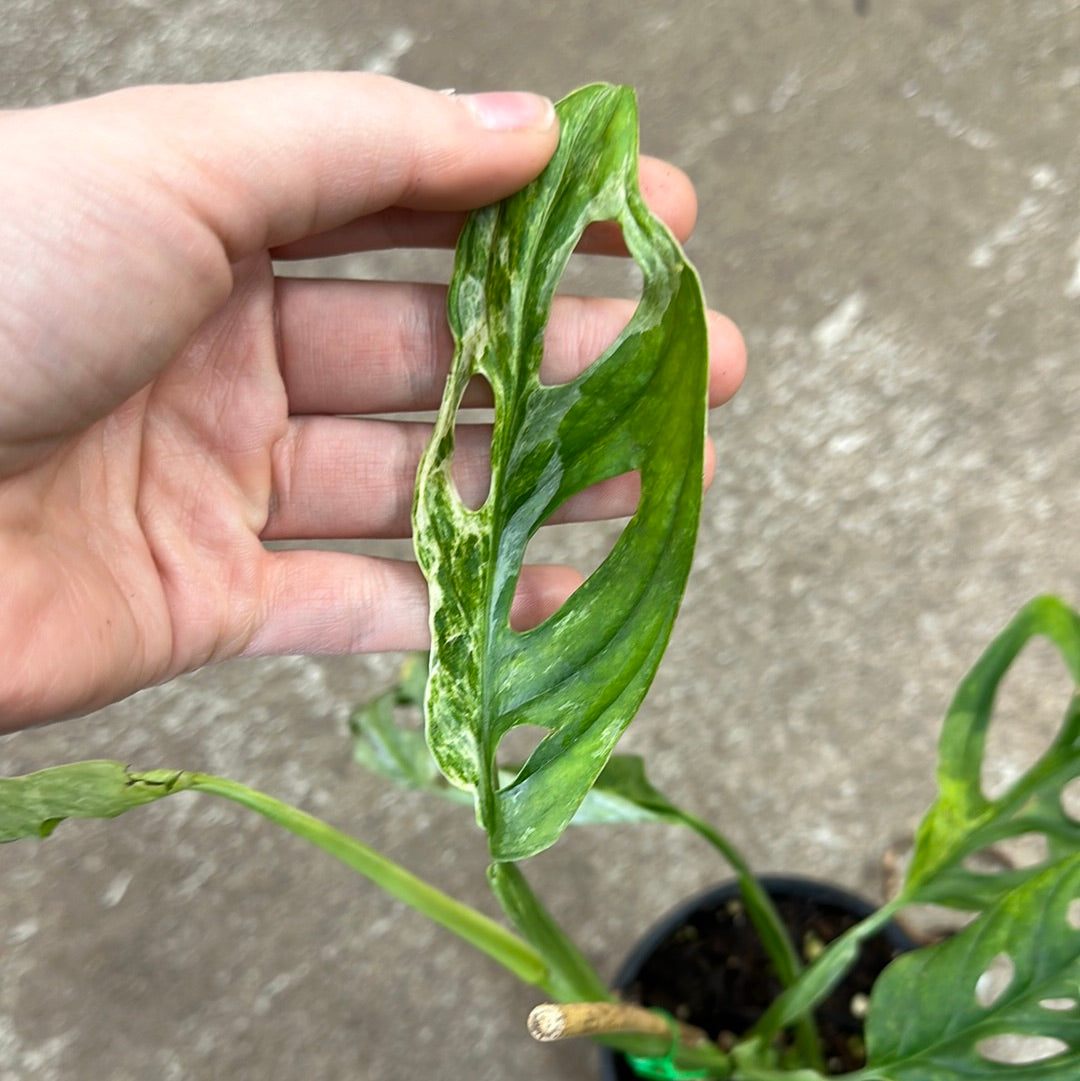 mint swiss cheese plant Monstera adansonii mint 4