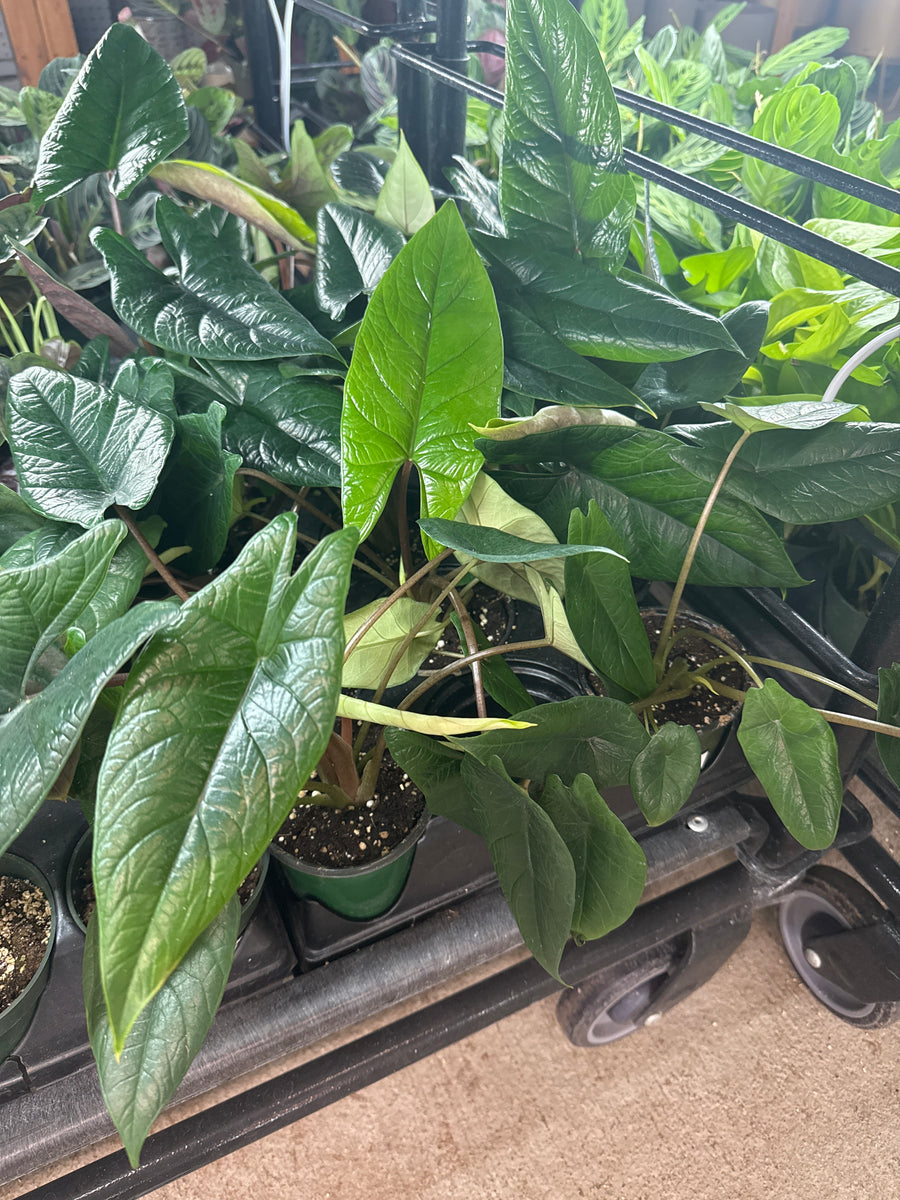 Alocasia Scalprum 4" Kent East Hill Nursery