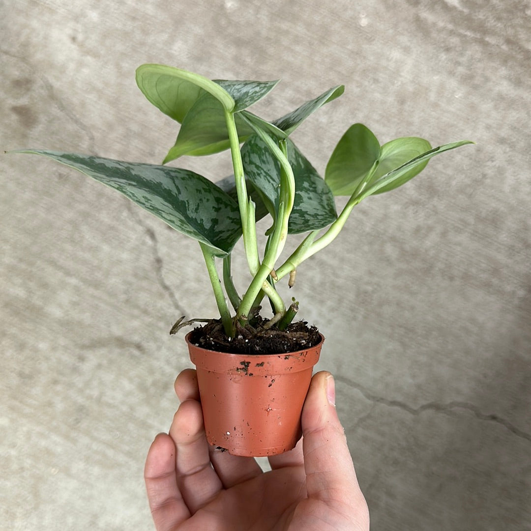 scindapsus pictus exotica satin pothos Scindapsus pictus exotica 2"
