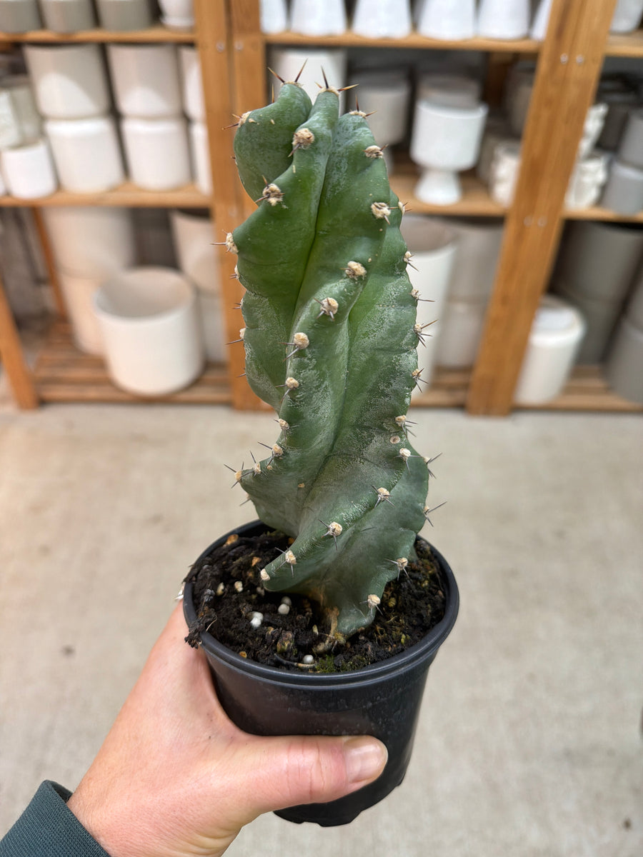 cereus cactus Cereus forbesii 'Spiralis' 4
