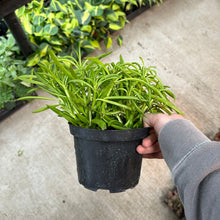 Load image into Gallery viewer, Peperomia Nevada 6"