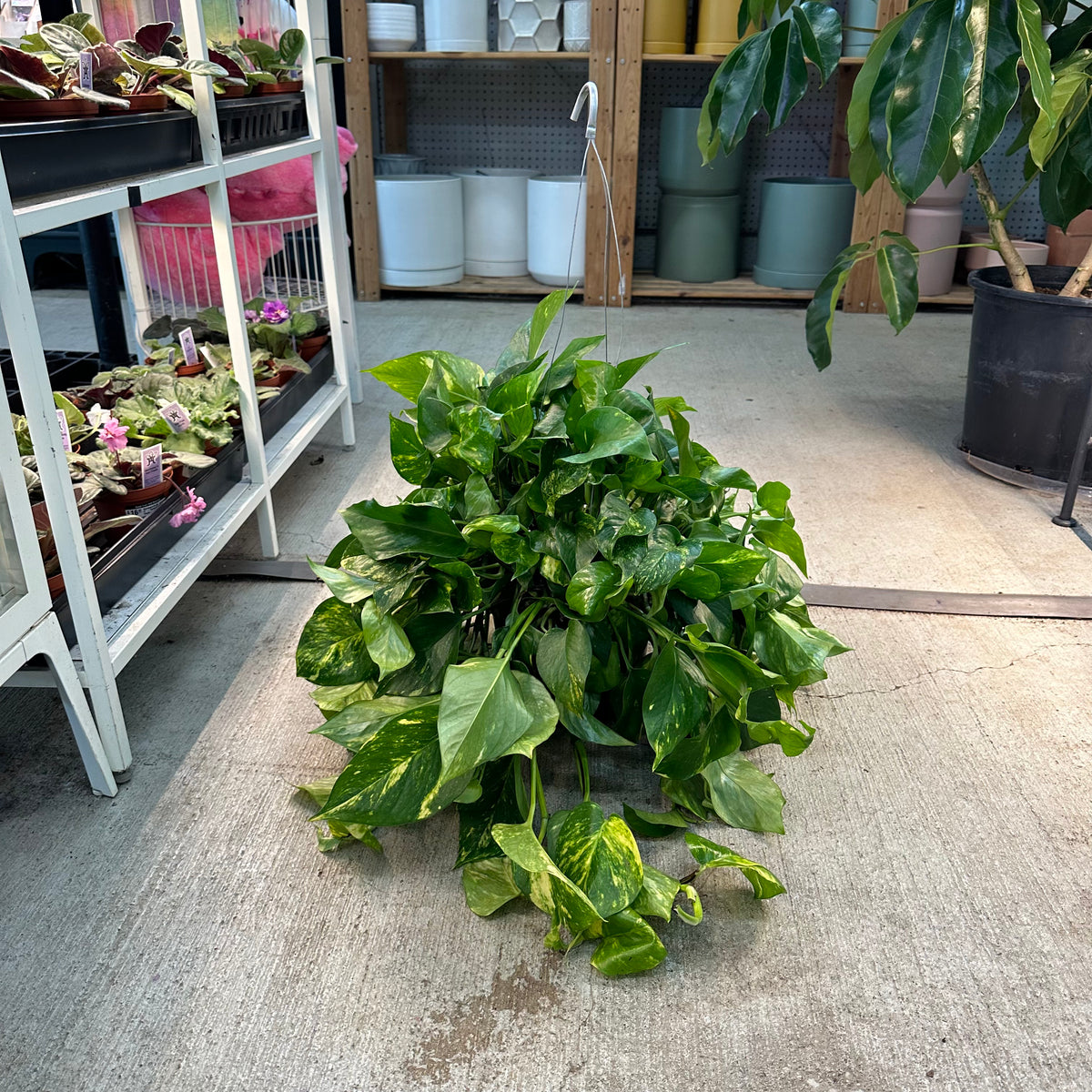 home depot pothos plant Epipremnum aureum 8" HB MOTHER PLANT