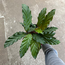 Load image into Gallery viewer, Calathea rufibarba 6"