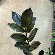Load image into Gallery viewer, Zamioculcas Black Queen 4" - ZZ Plant