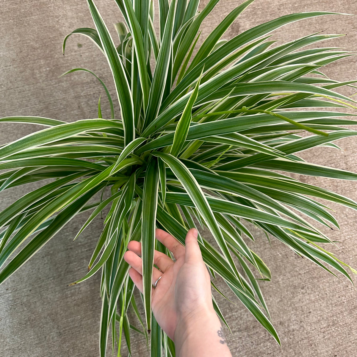 Chlorophytum Ocean 6