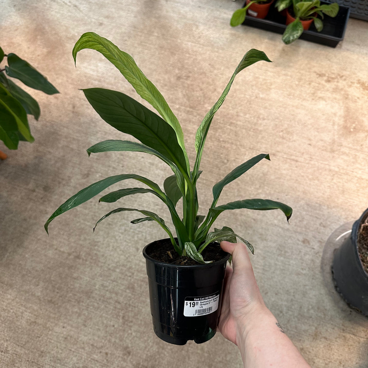 Spathiphyllum Sensation Variegata 5