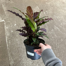 Load image into Gallery viewer, Calathea rufibarba 6"