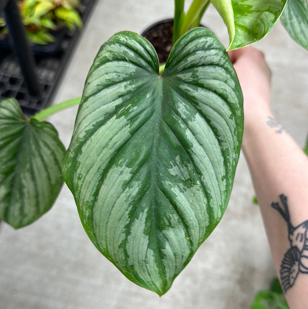 philodendron mamei silver Philodendron mamei 'Silver' 4