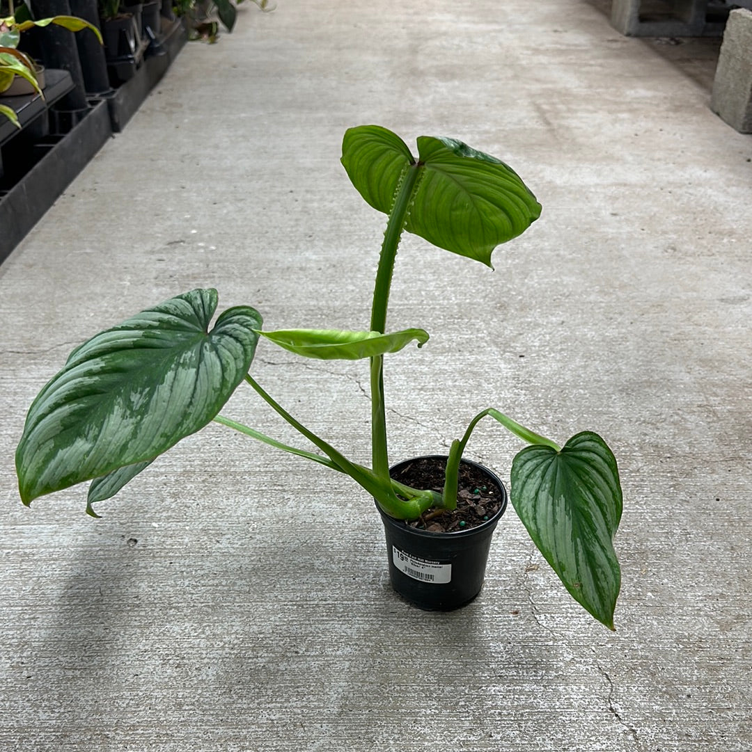 Philodendron mamei 'Silver' 4