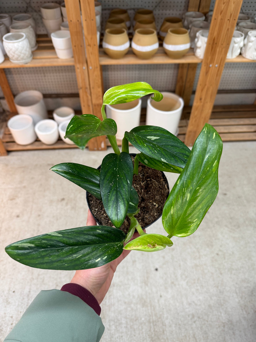 variegated monstera standleyana Monstera Standleyana Variegata 6" – Kent East Hill Nursery