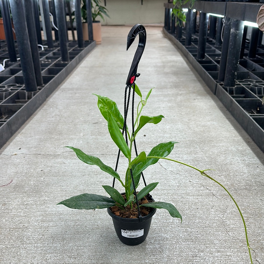 anthurium rupicola Hoya australis rupicola 4" HB – Kent East Hill Nursery