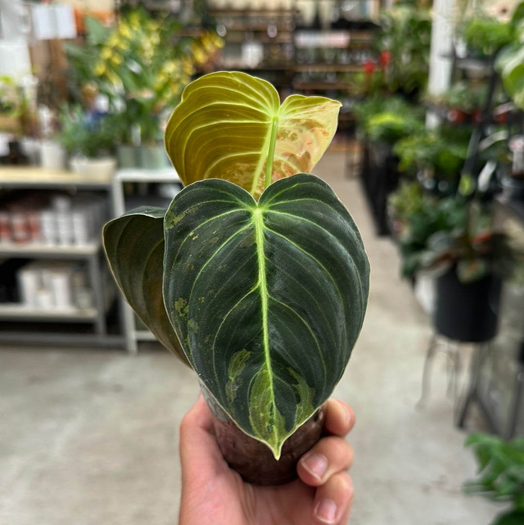 Philodendron Melanochrysum Variegata Cup – Kent East Hill Nursery