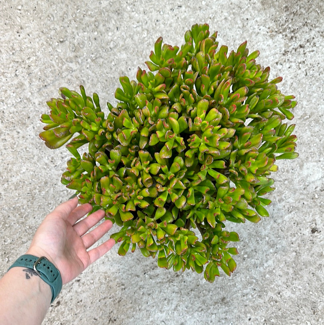 crassula hobbit jade plant Crassula ovata Hobbit 10"